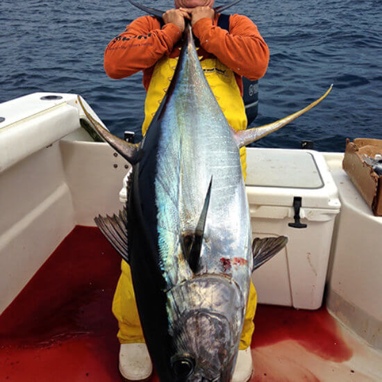 Catch Yellowfin Tuna in Venice, LA with Super Strike Charters